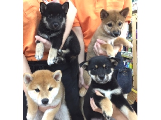 仔犬の広場ポッポ 京都店のペットショップ その他 アルバイト パート求人情報